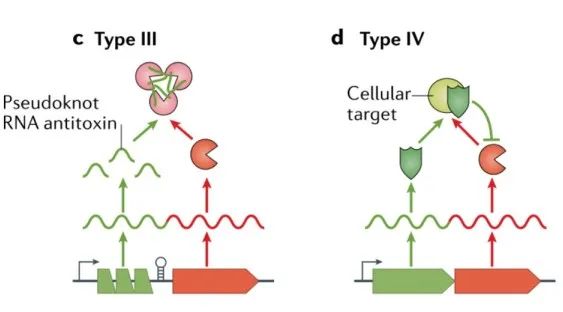 文献分享——Biology and evolution of bacterial toxin-antitoxin systems