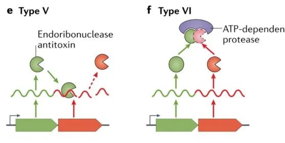 文献分享——Biology and evolution of bacterial toxin-antitoxin systems