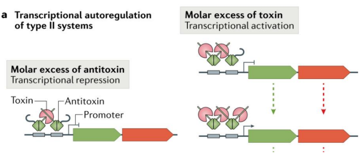 文献分享——Biology and evolution of bacterial toxin-antitoxin systems