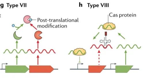 文献分享——Biology and evolution of bacterial toxin-antitoxin systems