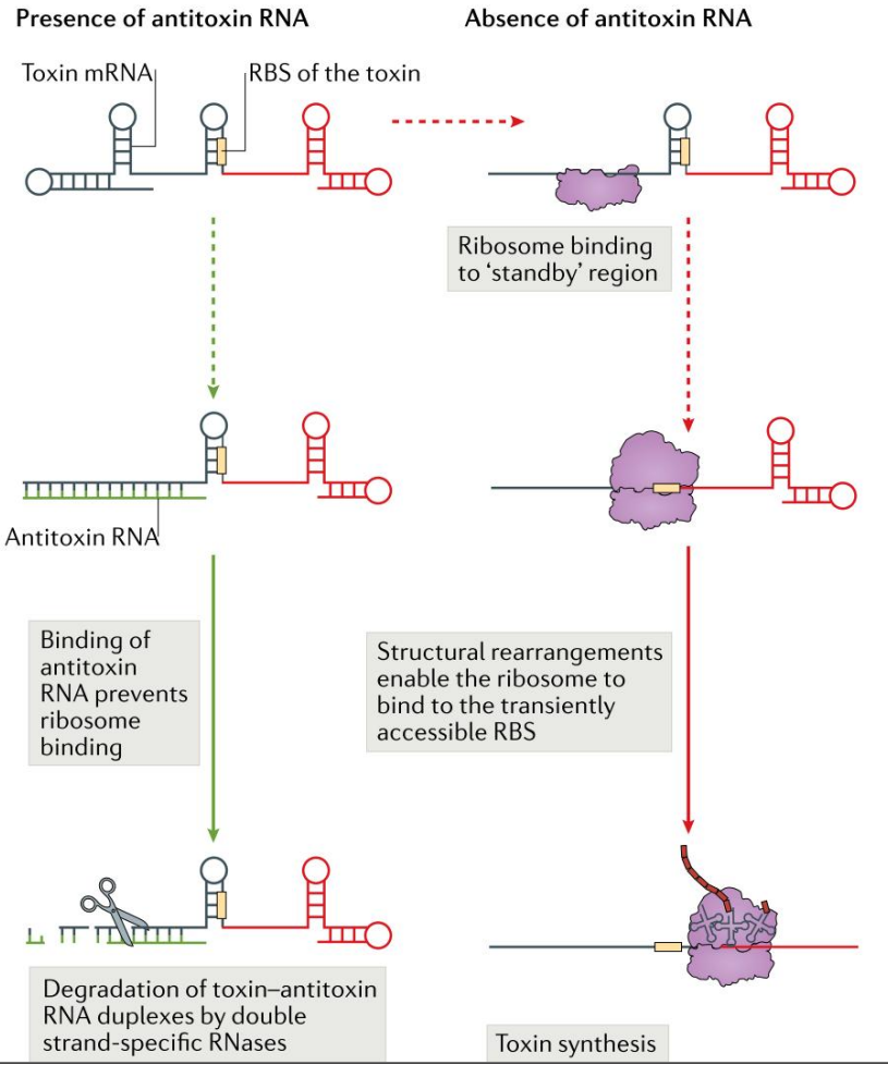 文献分享——Biology and evolution of bacterial toxin-antitoxin systems