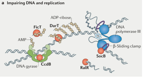 文献分享——Biology and evolution of bacterial toxin-antitoxin systems