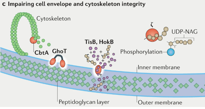 文献分享——Biology and evolution of bacterial toxin-antitoxin systems