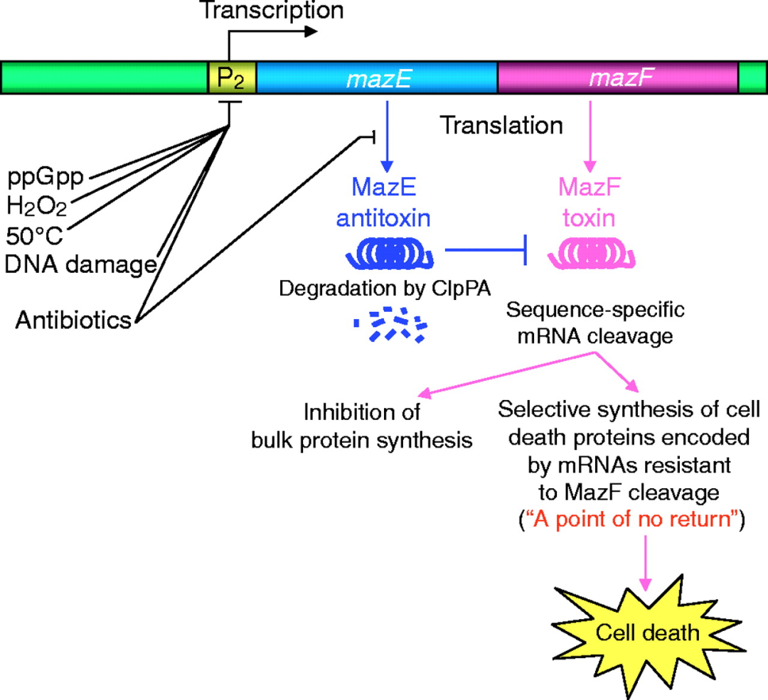 文献分享——Biology and evolution of bacterial toxin-antitoxin systems