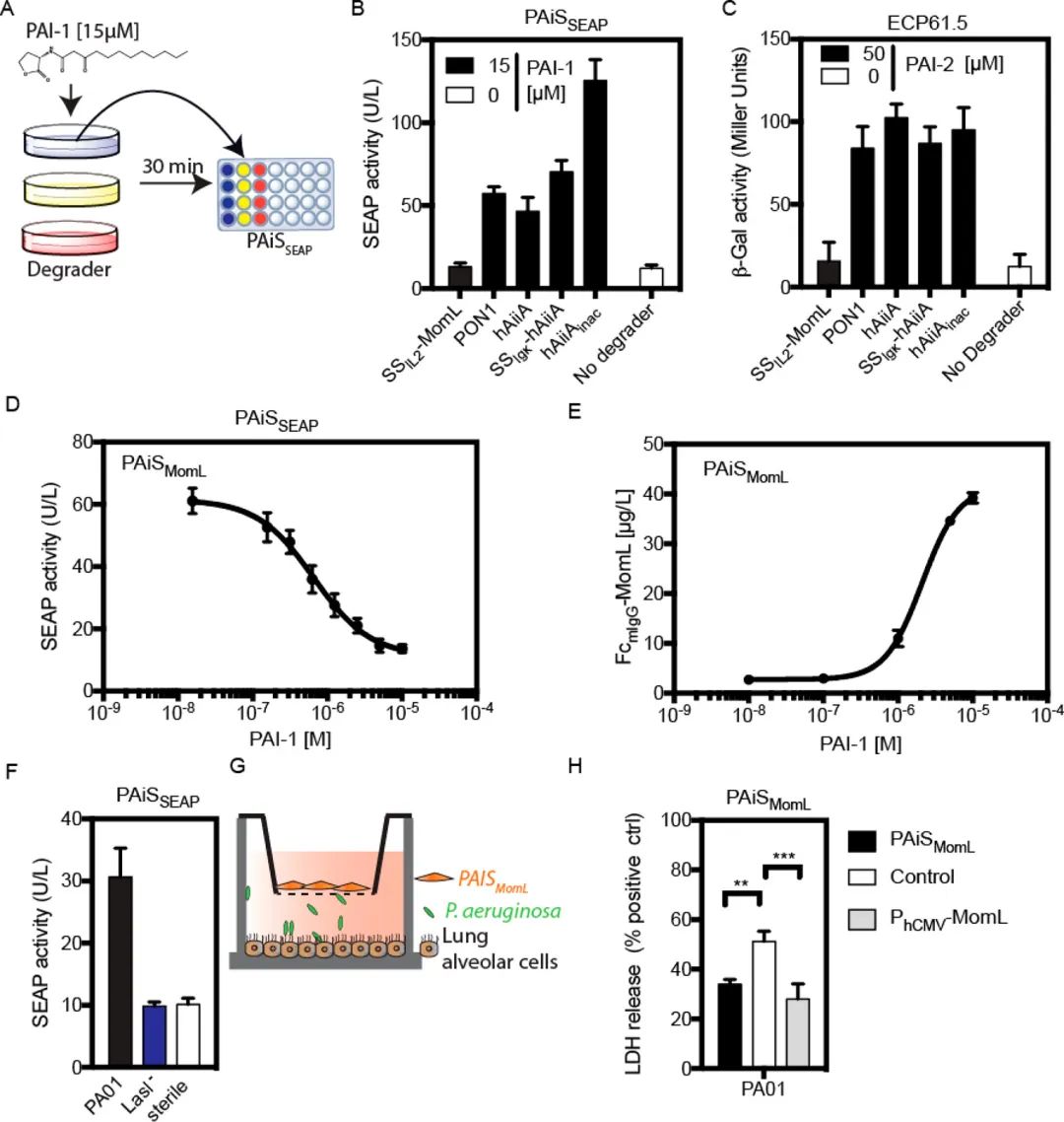 文献分享—— Quorum-Quenching Human Designer Cells for Closed-Loop