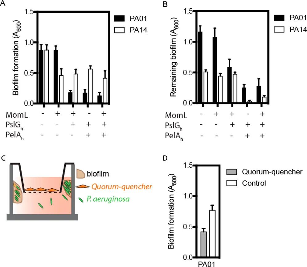 文献分享—— Quorum-Quenching Human Designer Cells for Closed-Loop