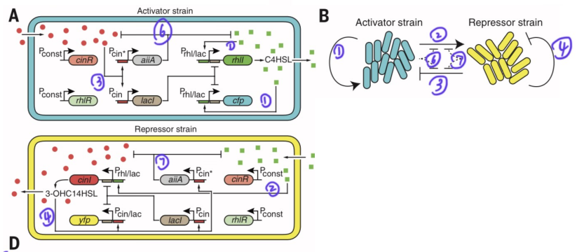 文献分享——Emergent genetic oscillations in a synthetic microbial