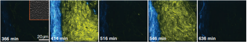 文献分享——Emergent genetic oscillations in a synthetic microbial