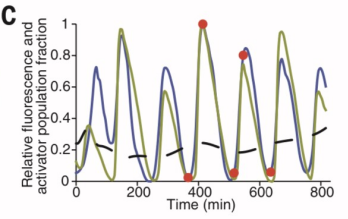 文献分享——Emergent genetic oscillations in a synthetic microbial