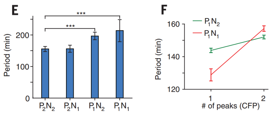 文献分享——Emergent genetic oscillations in a synthetic microbial