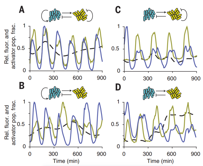 文献分享——Emergent genetic oscillations in a synthetic microbial