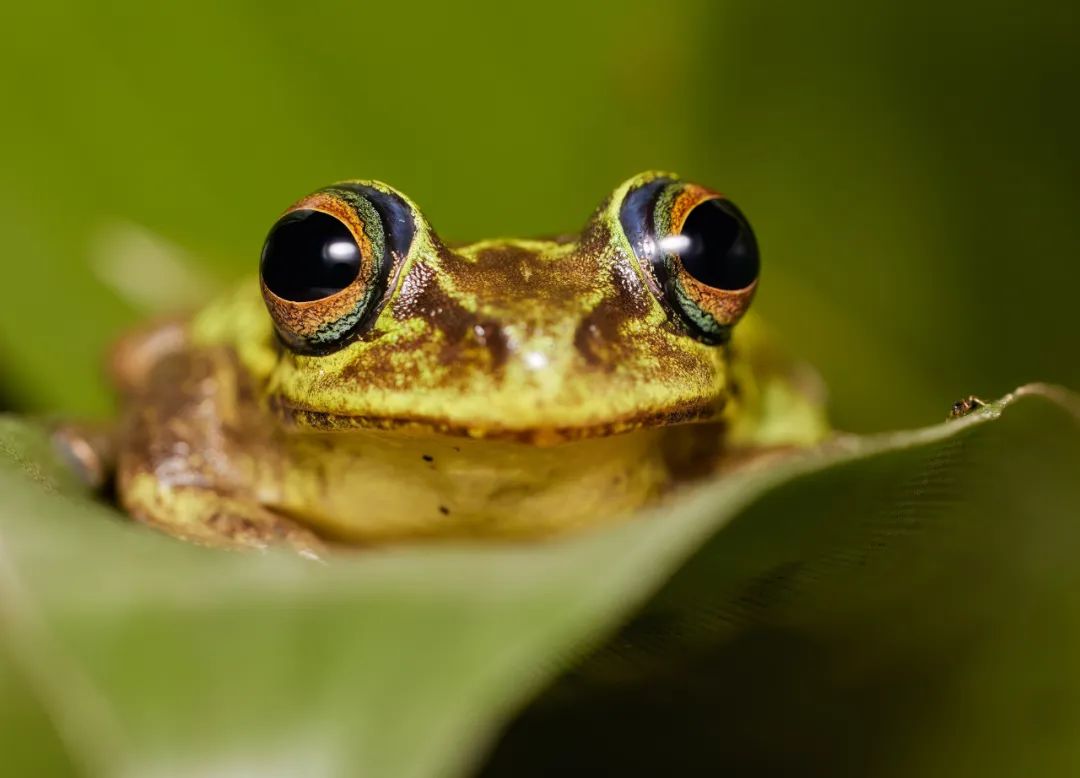 SAVE THE FROGS！这个高含金量、易获奖的国际艺术竞赛不容错过！