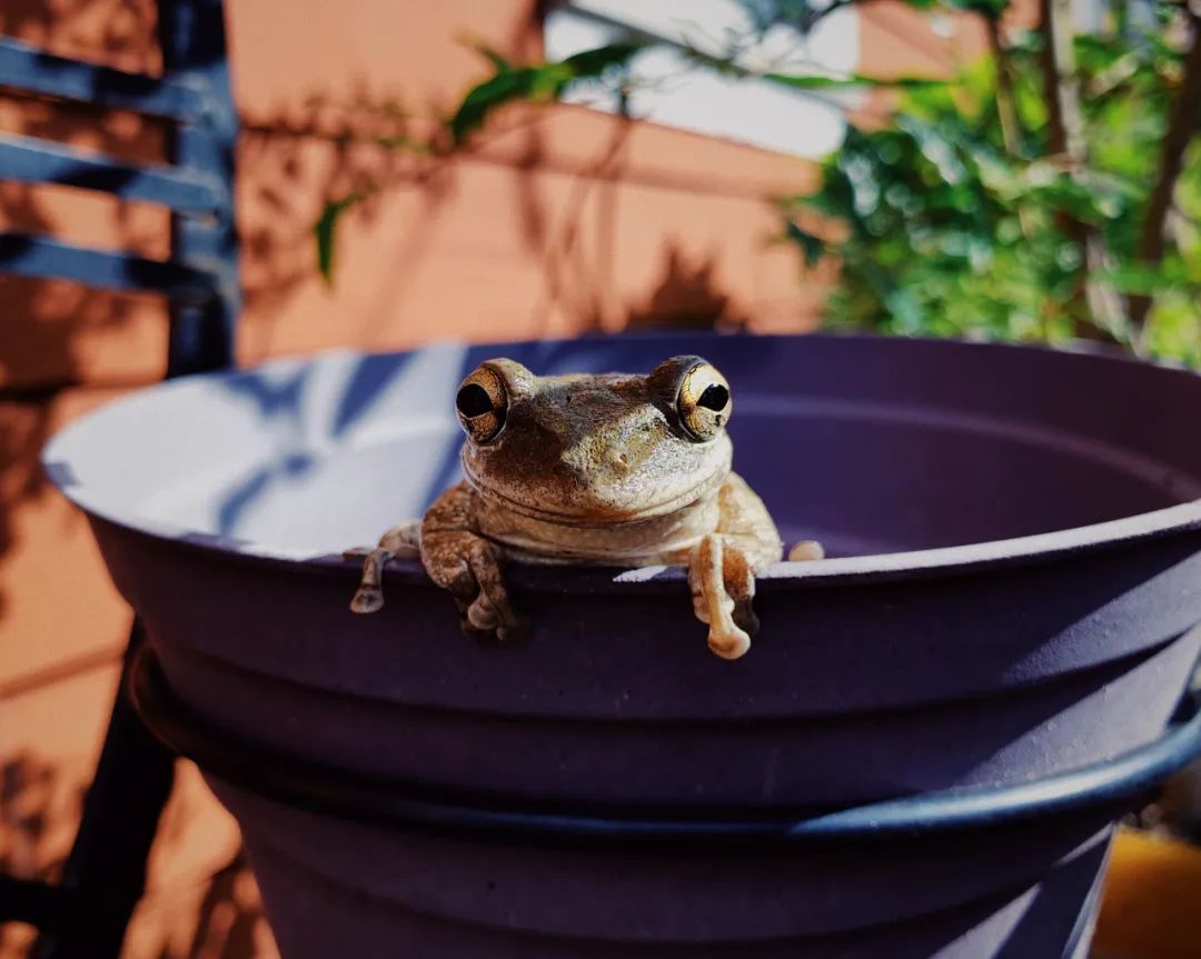 SAVE THE FROGS！这个高含金量、易获奖的国际艺术竞赛不容错过！