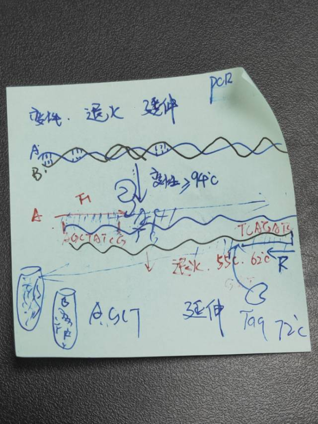 iGEM备赛进行中 | 华南理工实验室改造大肠杆菌，助力畜牧业的无抗、低抗养殖