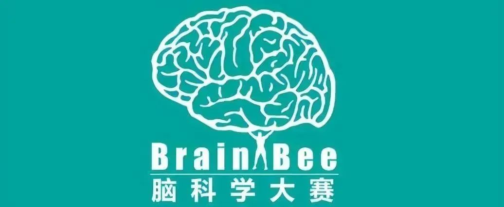 BrainBee Junior组考什么内容？BrainBee Junior培训课程推荐