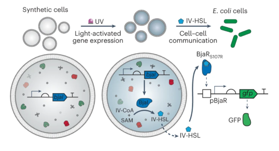 iGEM暑期文献分享（1）——设计光激活合成细胞和细菌之间的细胞通讯