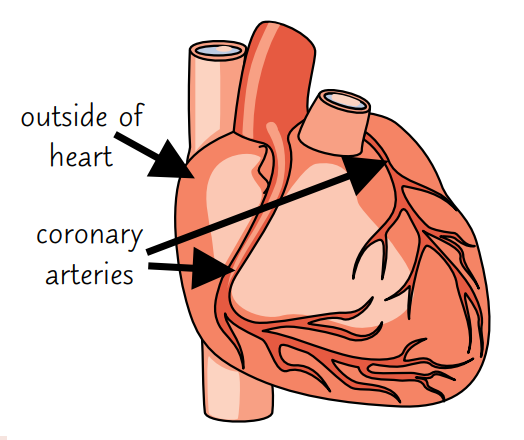 爱徳思生物Cardiovascular disease, CVD深度解析