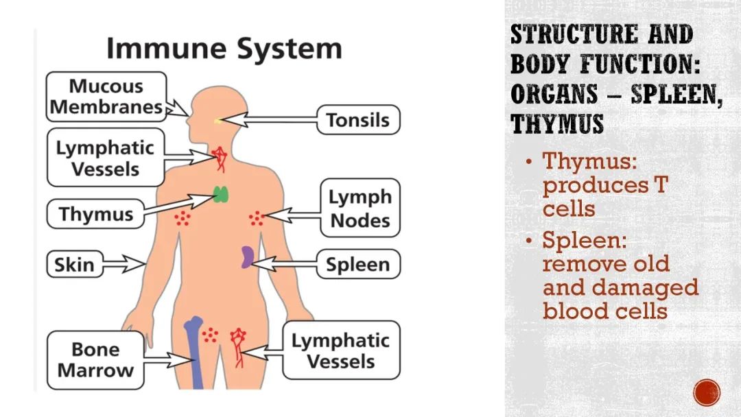 【末班车】5-6年级就开始喜欢生物学了，有什么项目推荐？