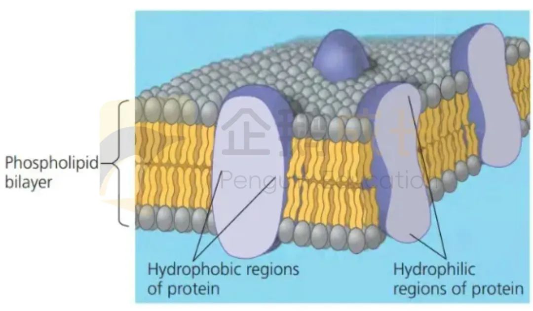 解秘生物多样性：AP生物领你进门！