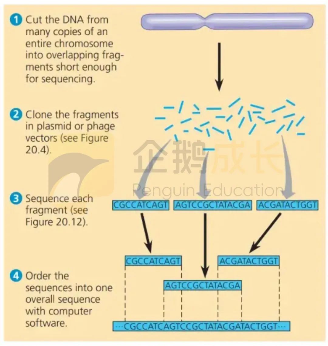 解秘生物多样性：AP生物领你进门！