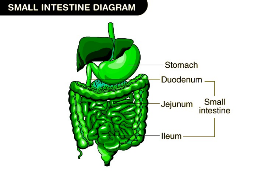 神奇宝贝与生物学系列之海兔兽