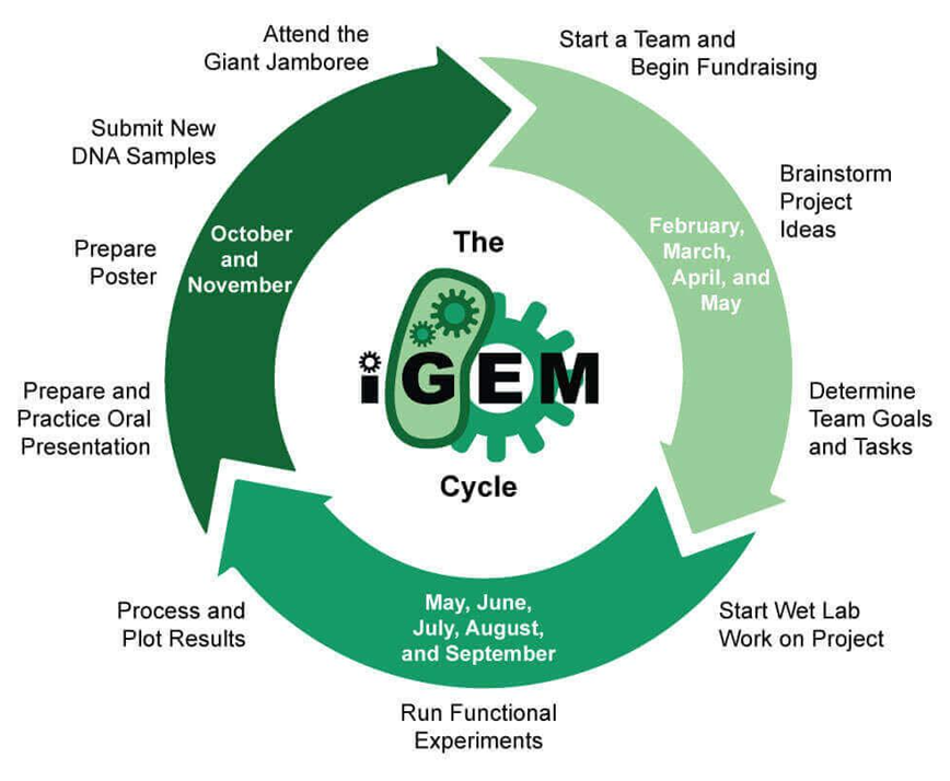 iGEM竞赛常见问题汇总！iGEM考试内容/奖项设置/时间流程/参赛对象！