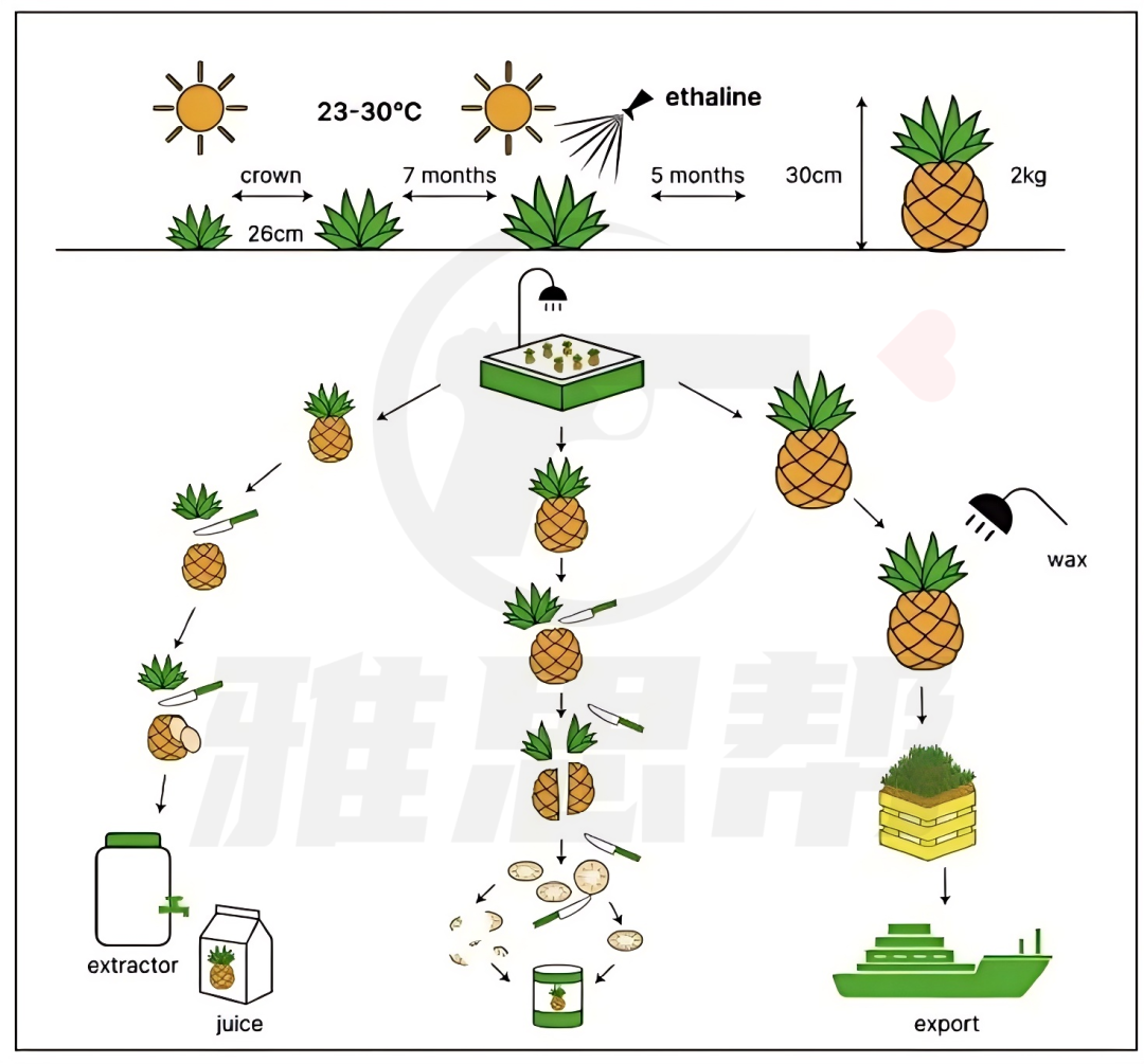 10.18雅思写作再现流程图，菠萝的种植和加工，8分范文及语料