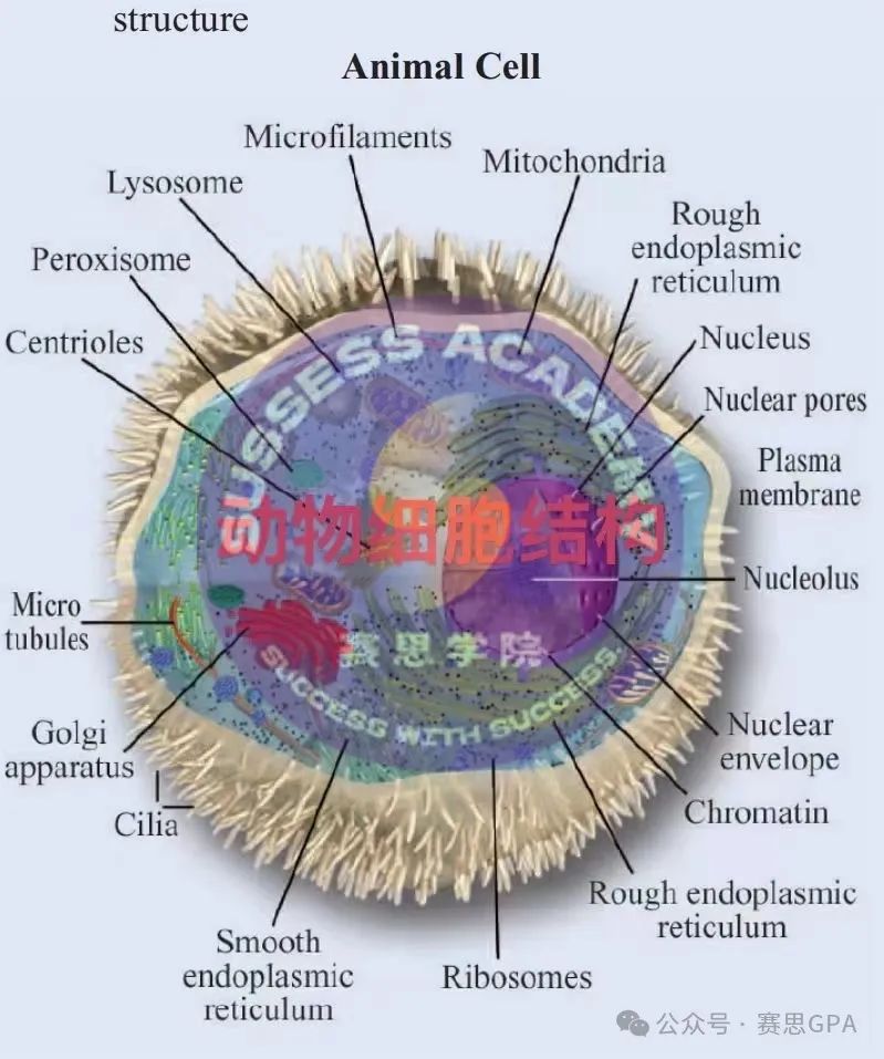 学习IGCSE最难的竟然是选课？保姆级攻略来了！