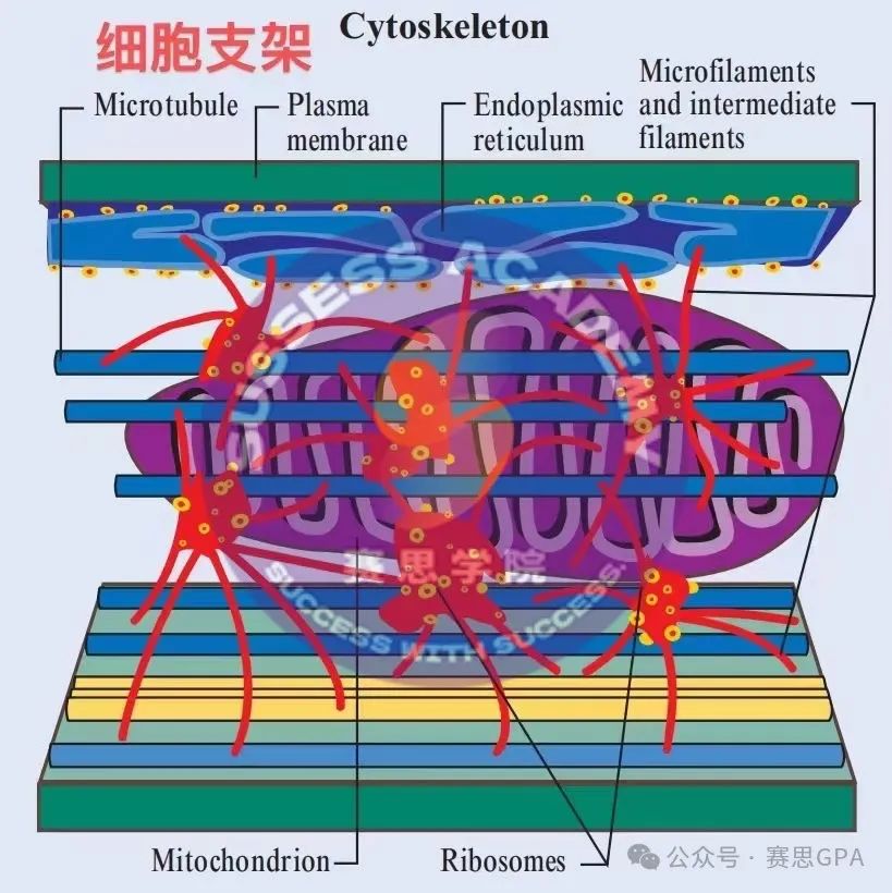 学习IGCSE最难的竟然是选课？保姆级攻略来了！