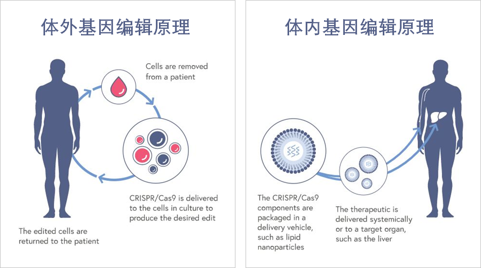 生物技术最前沿：如何通过学习荣誉生物学开拓未来？