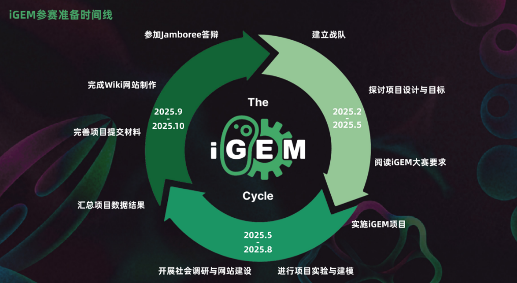 iGEMer请注意！2025iGEM高中组赛制重大调整已公布