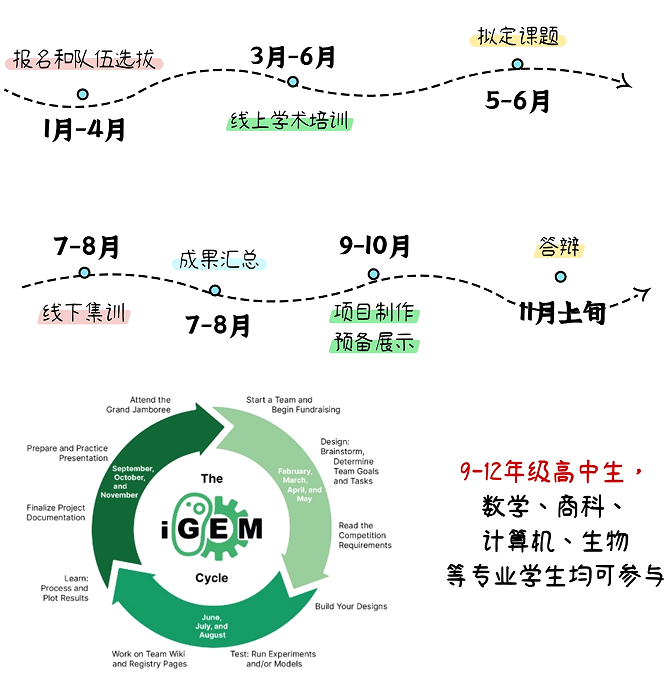 不同MBIT人格在iGEM比赛中担任什么角色？iGEM竞赛组队人数是多少？