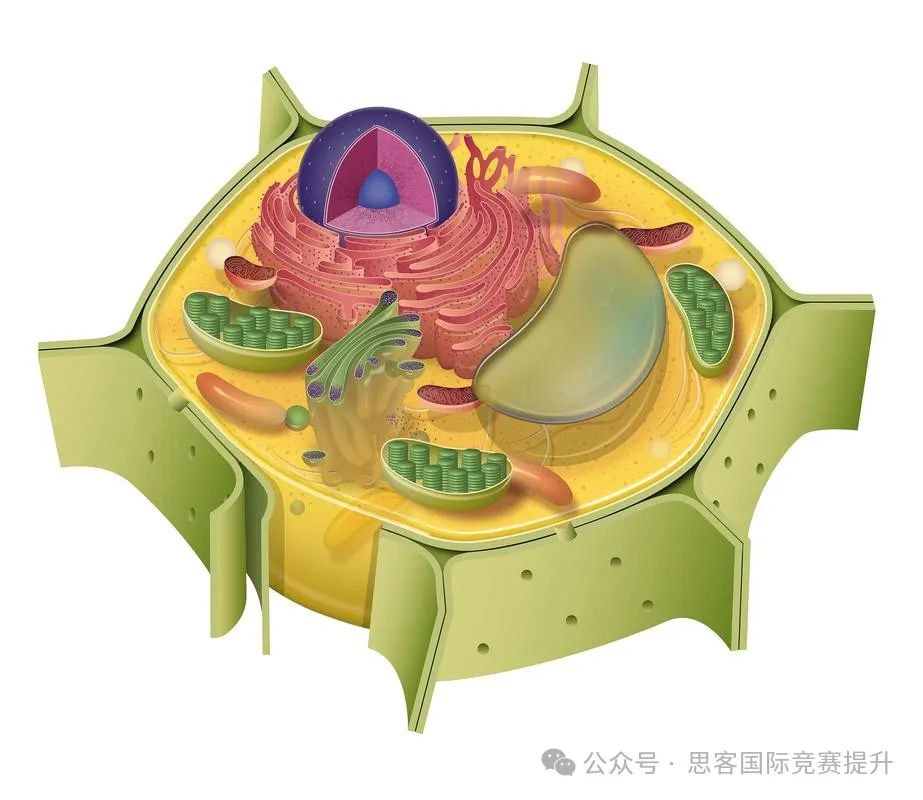 BBO生物竞赛小心陷阱！BBO2025倒计时3个月应该怎么备考？BBO攻略~