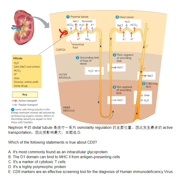 BBO&USABO应该如何选择？附2025BBO&USABO课程