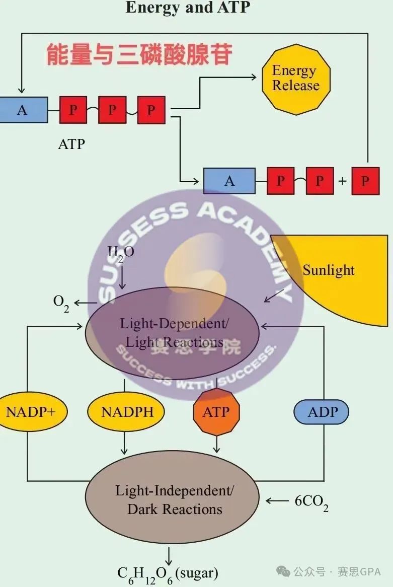 2025 BBO竞赛得奖秘籍！目标生物/医学专业的同学必冲~