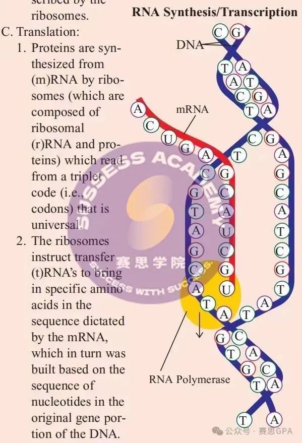 2025 BBO竞赛得奖秘籍！目标生物/医学专业的同学必冲~