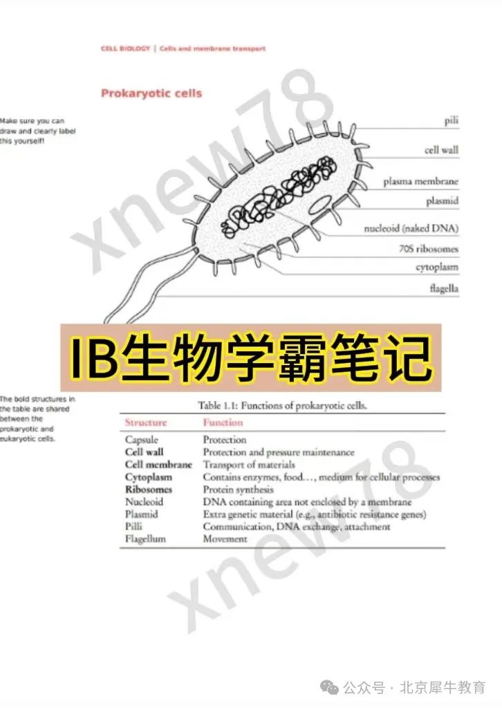 北京娃不学IB太吃亏！IB课程怎么选？IB都有哪些课程？一文讲透IB，内附IB热门学科资料！