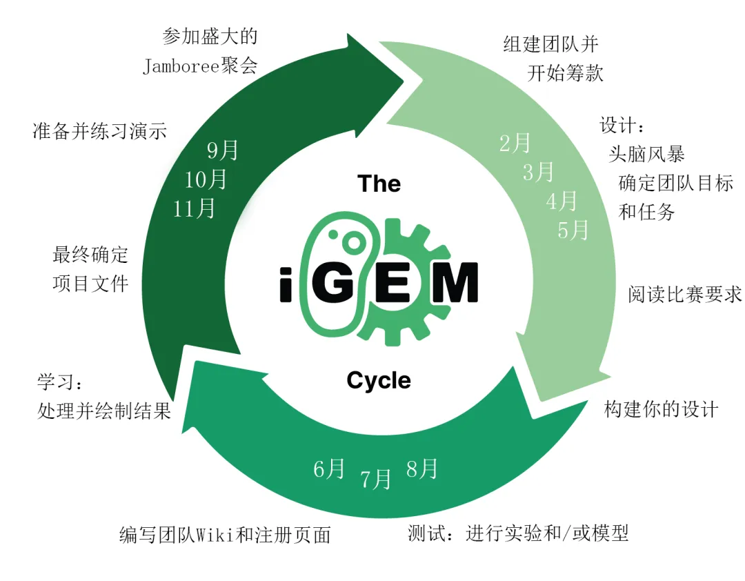 iGEM2024中国队伍斩获106金！iGEM2025应该如何备赛？iGEM生物竞赛含金量如何？