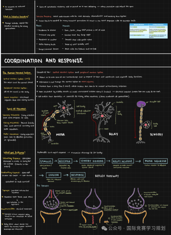 IGCSE生物学霸核心笔记，IG生物A*就靠它！