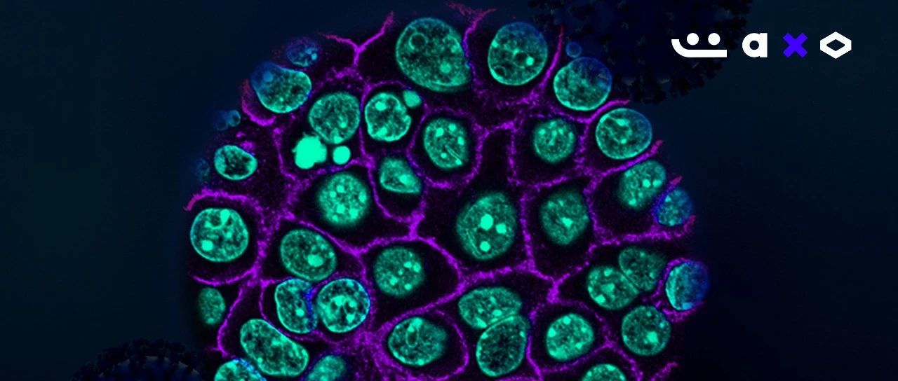 MIT科学家颠覆‘癌王’治疗难题！双靶点疗法有望让胰腺癌生存率翻倍