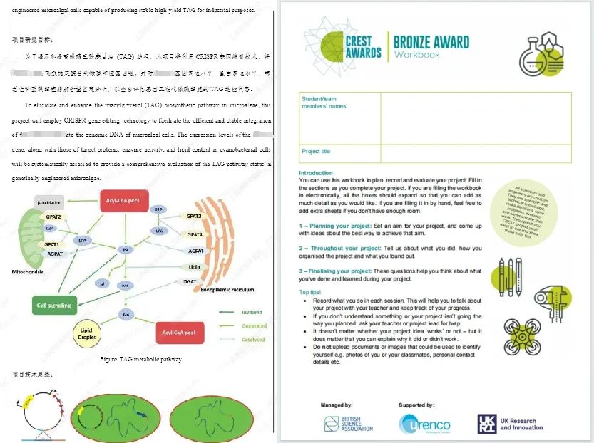 申英生必看——7-12年级科学党：没有竞赛奖项？一文带你解锁英国官方科研履历！