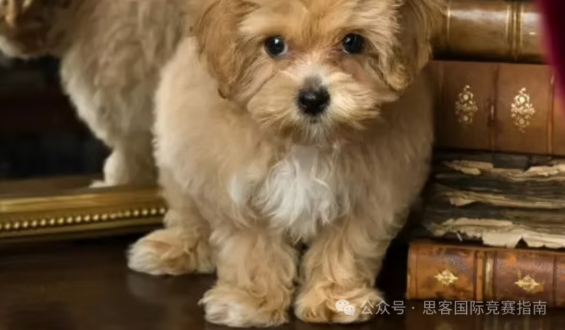 2025年Johnlocke竞赛时间/参赛资格/评奖标准/入围策略，附获奖范文及辅导课程！