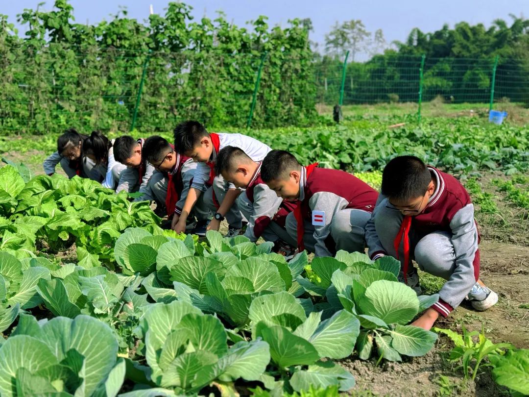 招生信息|彭州市嘉祥外国语学校2025年一年级、七年级招生简章