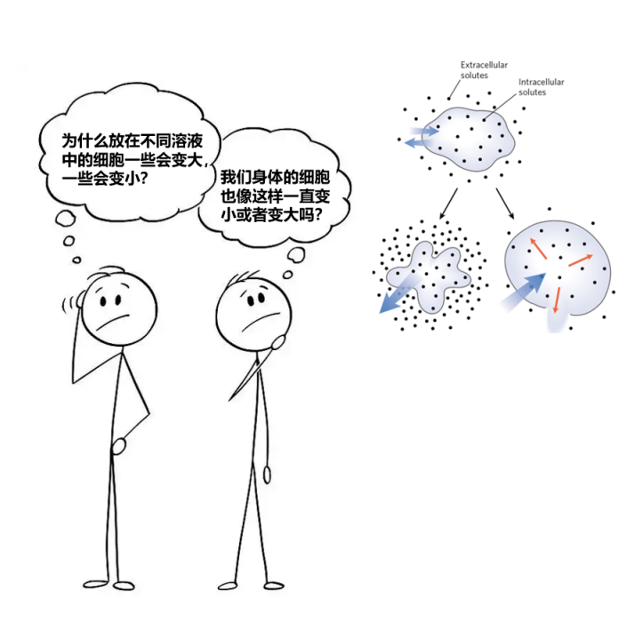 IB生物学习指南—IA选题