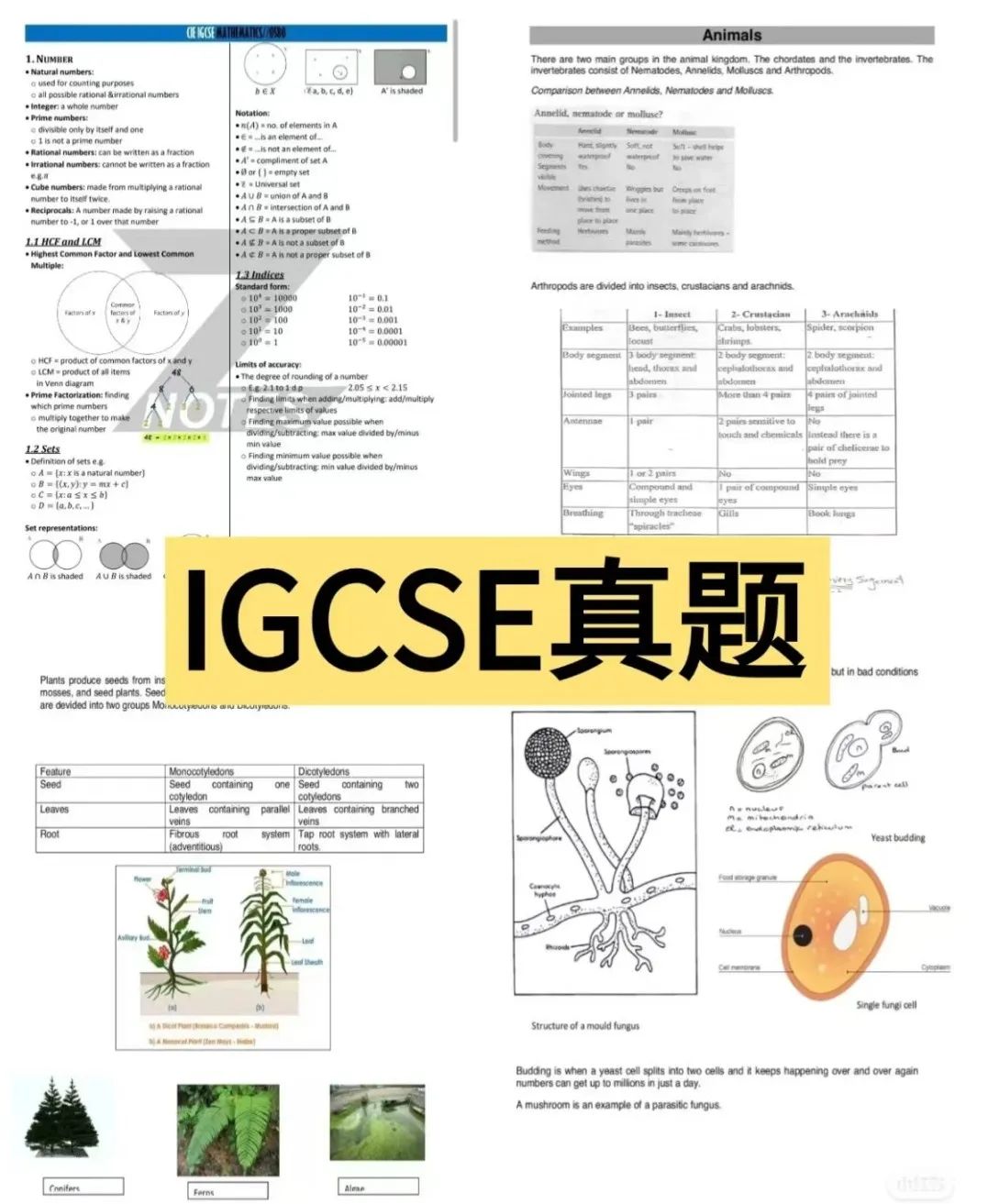 IGCSE课程是什么？为什么IGCSE课程被称为“黄金衔接课”？（附IGCSE资料）