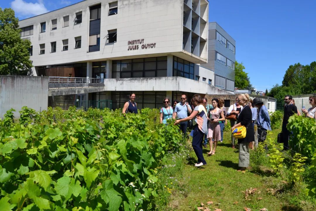 勃艮第-欧洲大学IUVV：一年制职业学士葡萄种植业战略管理