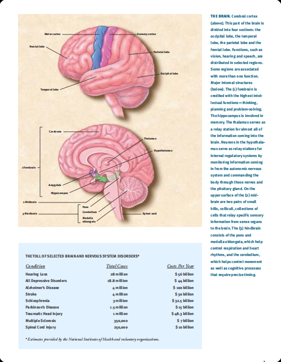 申请港校必参加Brain Bee脑科学大赛？为什么Brainbee含金量这么高？