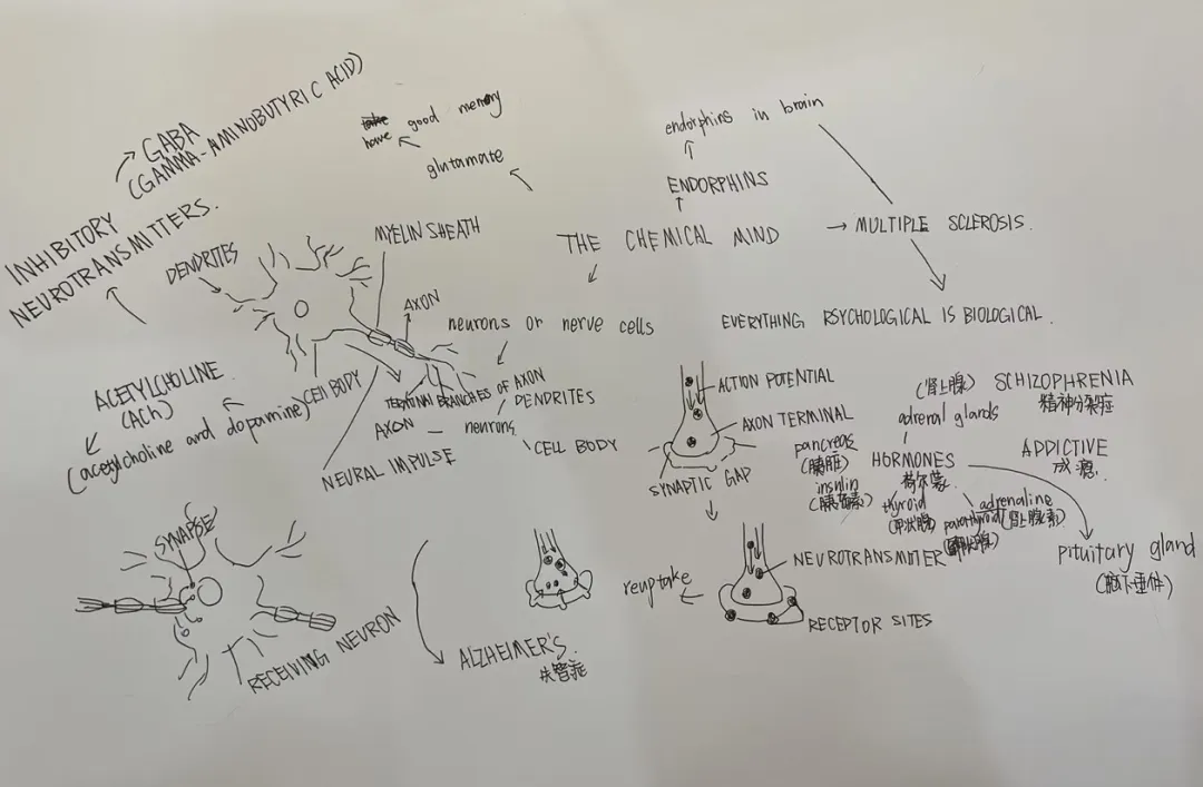 杭州国际高中｜杭州橄榄树学校2025招生简章！开设A- level、AP、香港DSE课程！