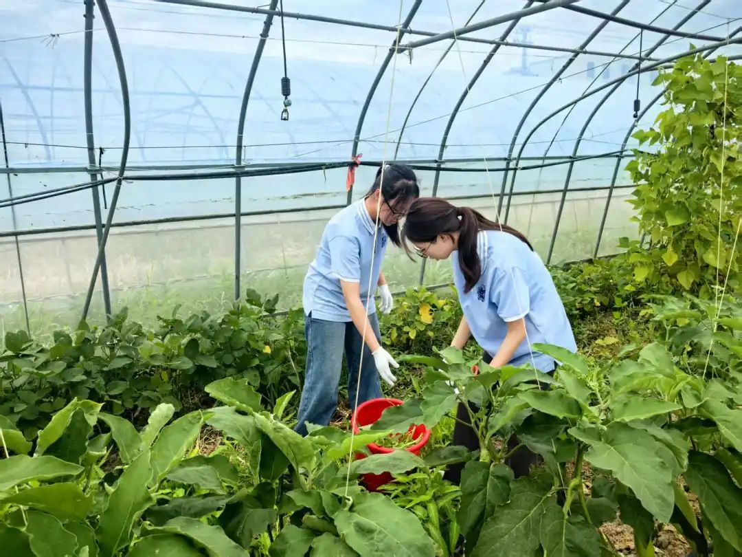 向往的生活｜农场研学沉浸式体验有机农耕
