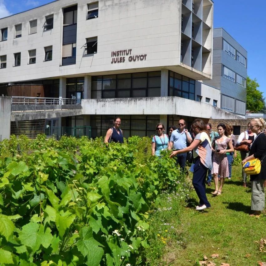 勃艮第-欧洲大学IUVV：本科L3葡萄科学与可持续葡萄栽培